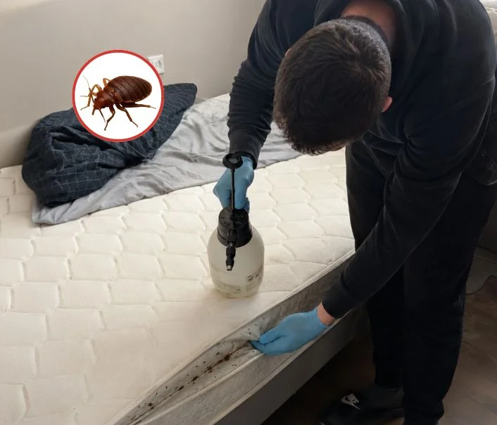 Technicien traitant un matelas contre les punaises de lit à Follainville-Dennemont